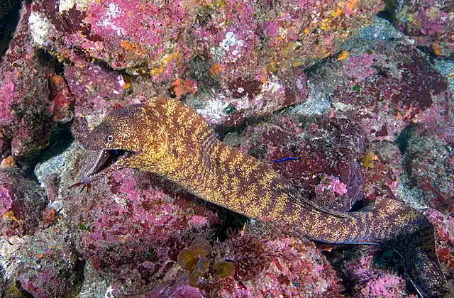 Kidako's Moray (Gymnothorax kidako) with small cleaner wrasse.