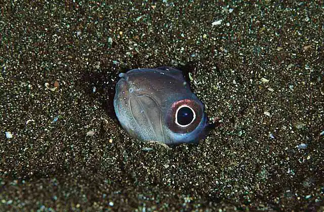 Burrowing Snake Eel (Ophidion sp.)