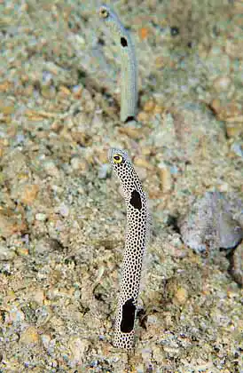 Garden Eel (Heteroconger hassi)