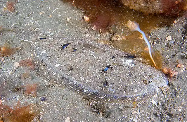 Small-toothed Flounder (Pseudorhombus jenynsii) camouflaged on sandy sea bed.