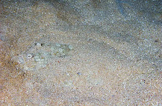 Peacock Flounder (Bothus lunatus) buried in the sea bed with body shape evident from the disturbed sand and head revealed.