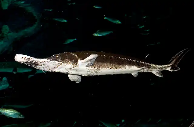 Starry Sturgeon (Acipenser stellatus)