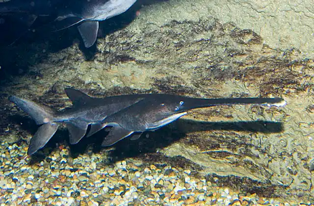 Mississippi paddlefish (Polyodon spathula)