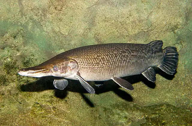 Alligator Gar (Atractosteus spatula) Rare and endangered freshwater species.