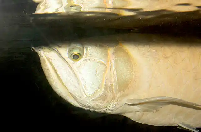 Silver Arawana (Osteoglossum  bicirrhosum)