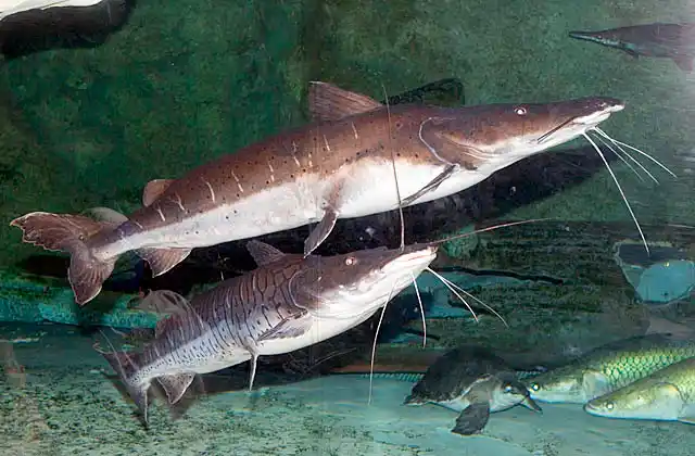 Tiger Shovelnose Catfish (Pseudoplatystoma fasciatum)