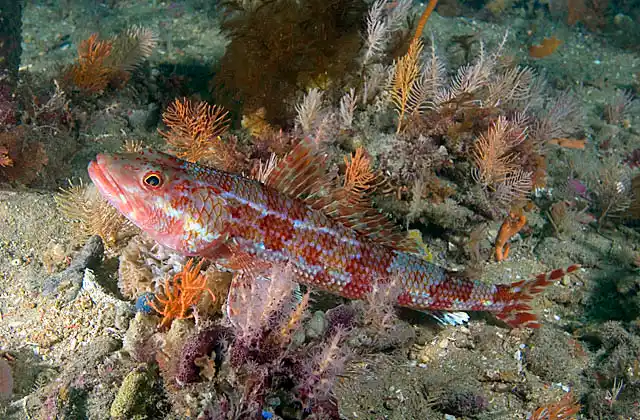 Sergeant Baker (Aulopus purpurissatus)