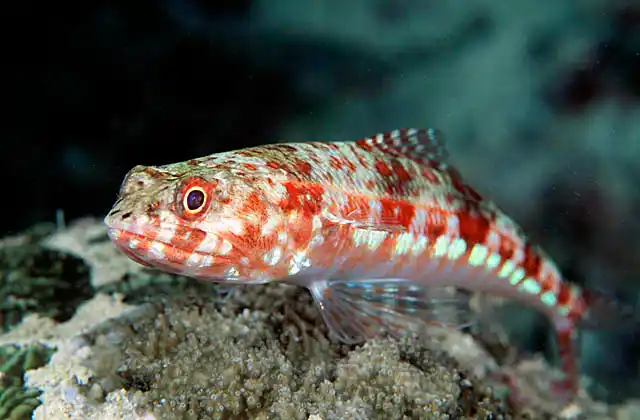 Twospot Lizardfish (Synodus binotatus)