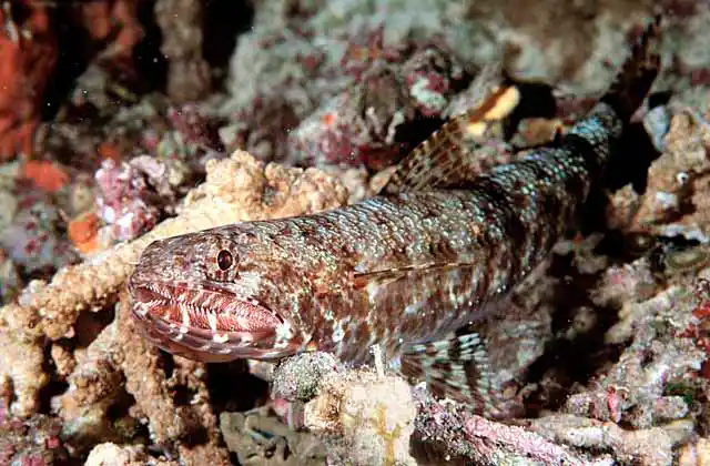 Slender Lizardfish (Saurida gracilis)