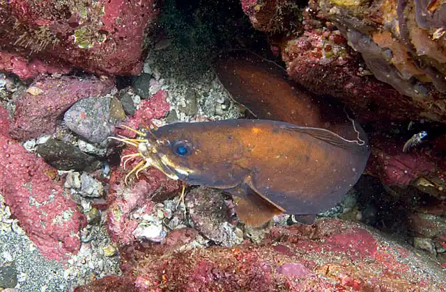 Goatsbeard Brotula (Brotula multibarbata) Sensitive barbels are used to search for prey at night.