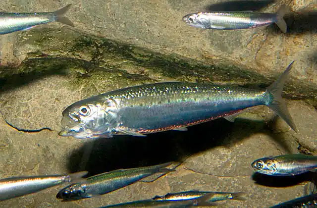 Japanese Pilchard (Sardinops melanostictus) with mouth open while scoop feeding, accompanied by Japanese anchovy (Engraulis japonicus)
