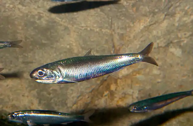 Japanese Anchovy (Engraulis japonicus)