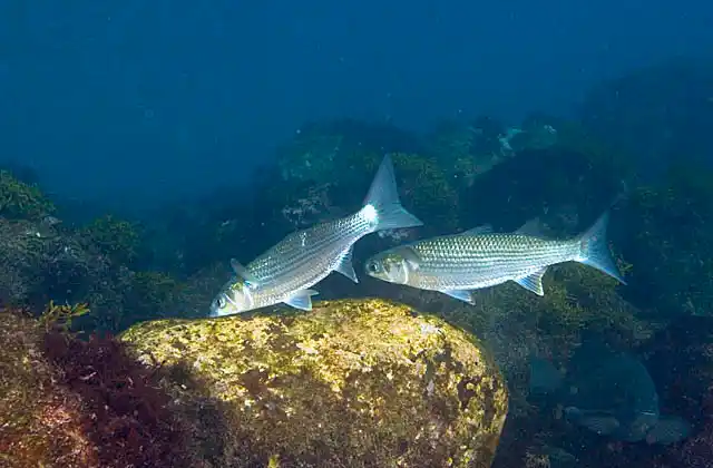 Flathead Mullet (Mugil cephalus cephalus) feeding on algae in shallow water.