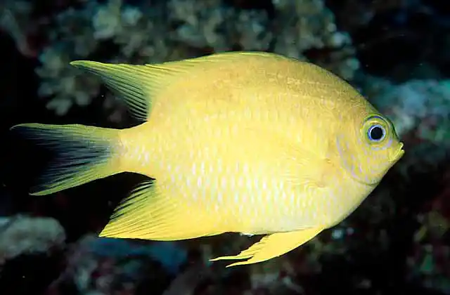 Golden Damsel (Amblyglyphidodon aureus)