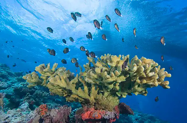 Stout-body Chromis (Chromis chrysura) swimming above Acropora coral while feeding in strong current area.