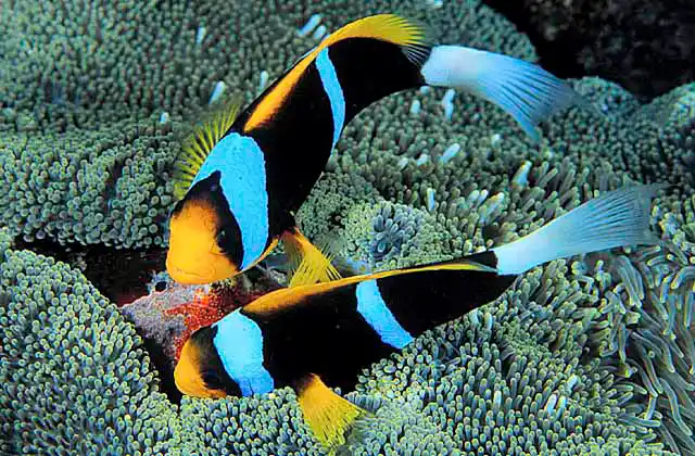 Orange-fin Anemonefish (Amphiprion chrysopterus) tending egg mass laid next to host Merten's Sea Anemone (Stichodactyla mertensii)