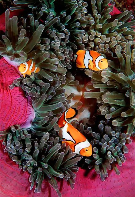 False Clown Anemonefish (Amphiprion ocellaris) on Magnificent Sea Anemone (Heteractis magnifica)