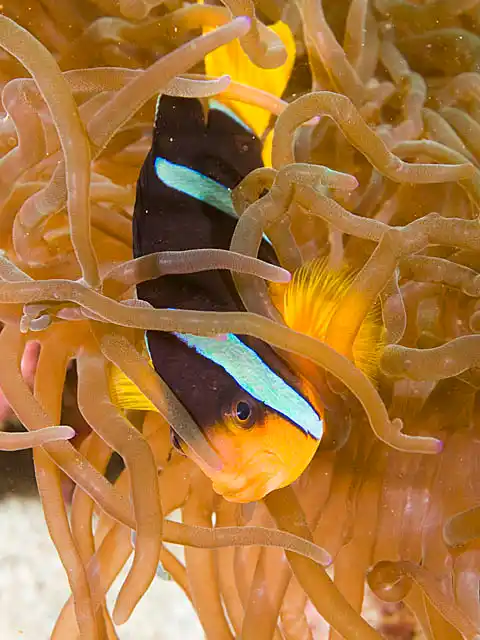 Clark's Anemonefish (Amphiprion clarkii)