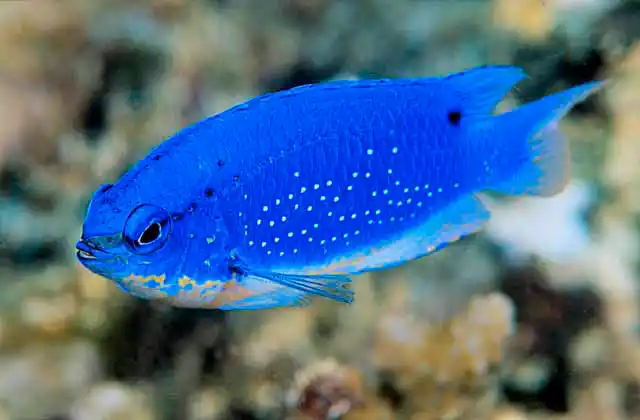 Sky-blue Damsel (Chrysiptera cyanea)