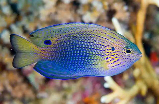 Princess Damsel (Pomacentrus vaiuli)