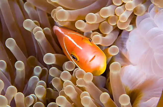 Skunk Anemonefish (Amphiprion akallopisos) in Magnificent Sea Anemone (Heteractis magnifica)