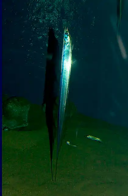 Largehead Hairtail (Trichiurus lepturus) Deepwater fish species which often hangs vertically, tail down, above seabed.