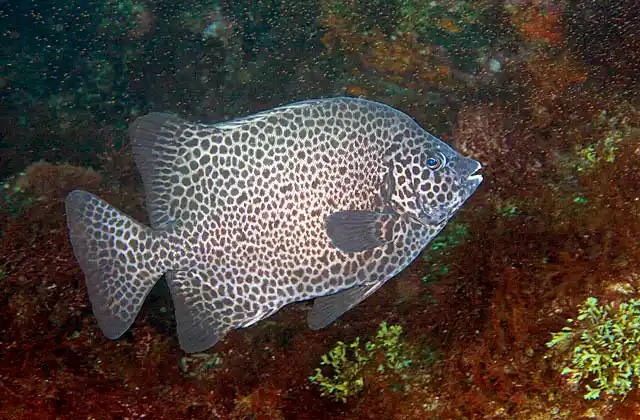 Spotted Knifejaw (Oplegnathus punctatus)