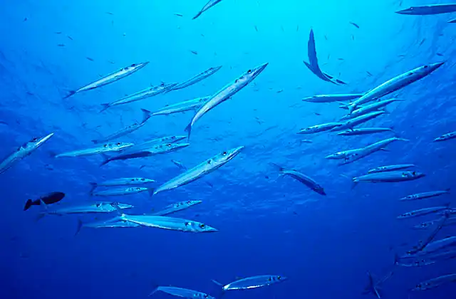 Heller's Barracuda (Sphyraena helleri)