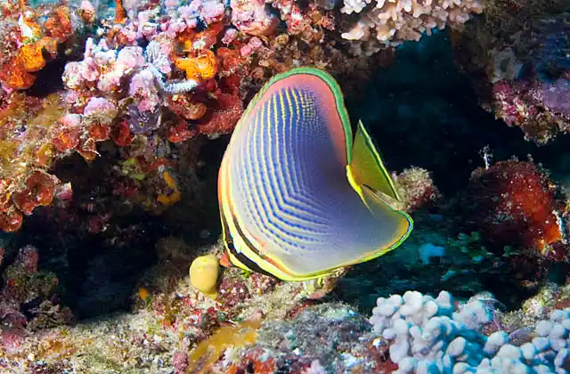 Triangular Butterflyfish (Chaetodon baronessa)