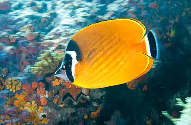 Hongkong Butterflyfish (Chaetodon wiebeli)