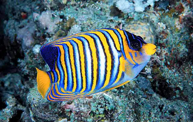 Regal Angelfish (Pygoplites diacanthus)