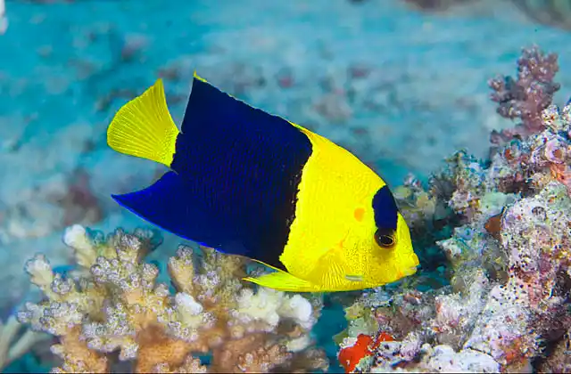 Bicolor Angelfish (Centropyge bicolor)
