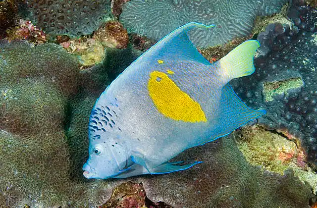 Yellowbar Angelfish (Pomacanthus maculosus) or Arabian Angelfish feeding on coral polyps.
