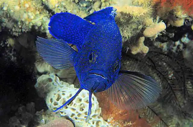 Southern Blue Devil (Paraplesiops meleagris) Protected species.