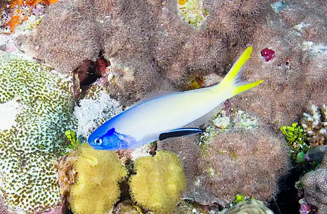 Blue Tilefish (Hoplolatilus starcki) being cleaned by Bicolor Cleaner Wrasse (Labroides dimidiatus)