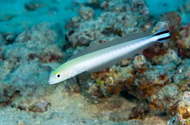 Flagtail Blanquillo (Malacanthus brevirostris) Sand dwelling burrower. Swims with a distinctive sinuous motion.
