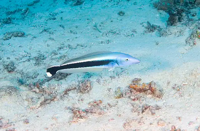 Blue Blanquillo (Malacanthus latovittatus)