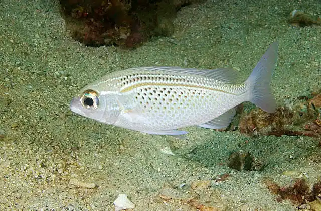 Arabian Monocle Bream (Scolopsis ghanam), Threadfin Bream or Thumbprint Bream.