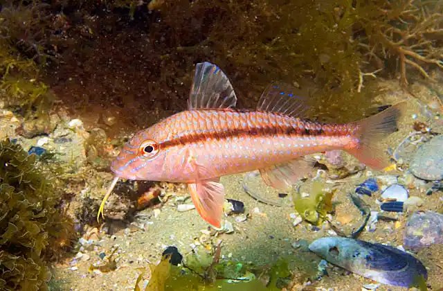 Blue-spotted Goatfish (Upeneichthys vlamingii)