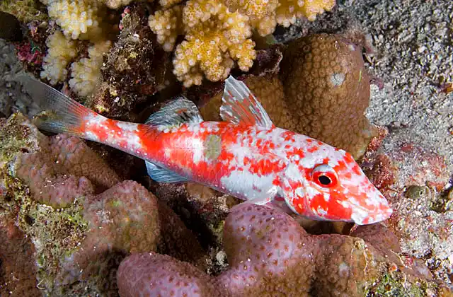 Cardinal Goatfish (Parupeneus ciliatus) sleeping in hard coral at night.