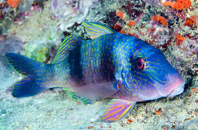 Doublebar Goatfish (Parupeneus trifasciatus) resting in coral ledge.