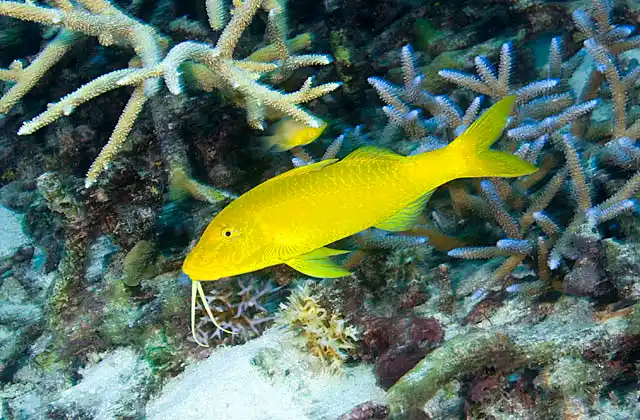 Goldsaddle Goatfish (Parupeneus cyclostomus) Yellow colour variation.