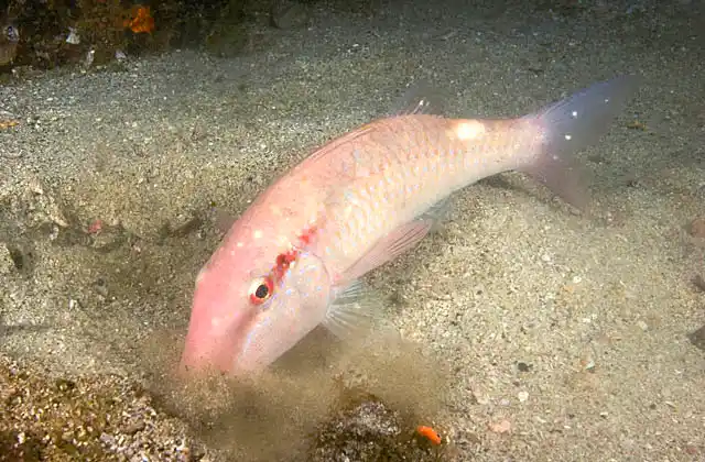 Pearly Goatfish (Parupeneus margaritatus) using it's sensitive barbels while looking in sand for worms and small invertebrates.