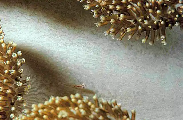 Coral Goby (Pleurosicya mossambica) on Leather Coral (Sarcophyton trocheliophorum)