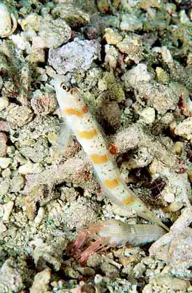 Banded Shrimpgoby (Amblyeleotris fasciata) with Commensal Snapping Shrimp (Alpheus djiboutensis)