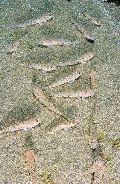 Japanese Sand Goby (Sagamia genetonema) resting together on sandy sea bed.
