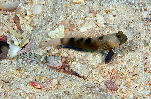Yellow Shrimpgoby (Cryptocentrus cinctus) with Pretty Snapping Shrimp (Alpheus bellulus)