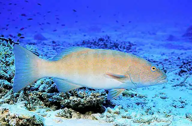 Leopard Coralgrouper (Plectropomus leopardus)