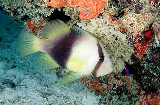 Barred Soapfish (Diploprion bifasciatum)