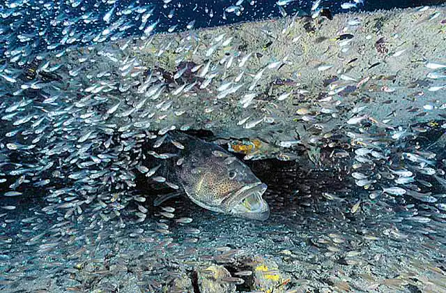 Estuary Cod (Epinephelus malabaricus) under wing of beaufort bomber. Threat display.